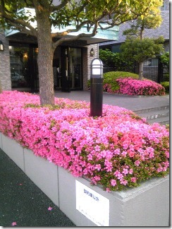 つつじの乱れ咲き