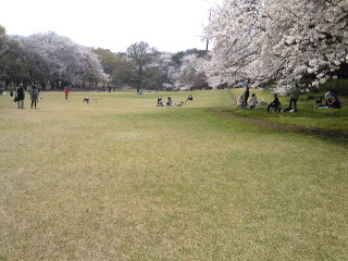 砧公園の桜は満開−今日は娘と花見